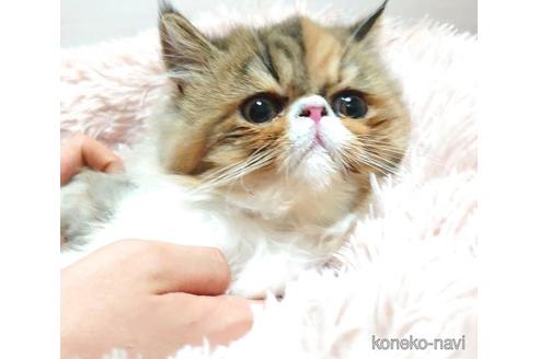 成約済の愛知県のエキゾチックショートヘア-40887