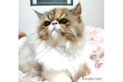 成約済の愛知県のエキゾチックショートヘア-40887の2枚目