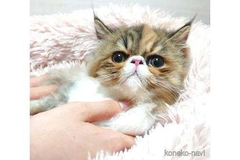 成約済の愛知県のエキゾチックショートヘア-40887の5枚目