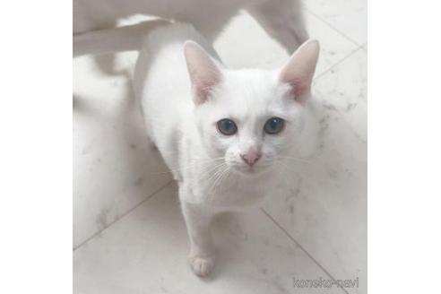 成約済の石川県のその他の猫種-40960の2枚目