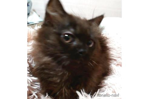 成約済の愛知県のマンチカン-41054の2枚目