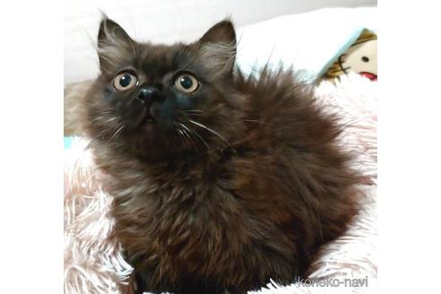 成約済の愛知県のマンチカン-41054