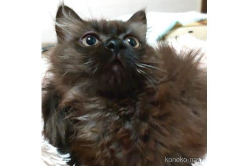 成約済の愛知県のマンチカン-41054の4枚目