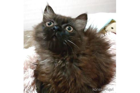 成約済の愛知県のマンチカン-41054の3枚目