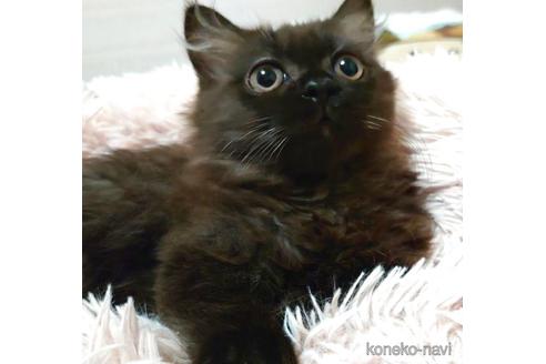 成約済の愛知県のマンチカン-41054の5枚目