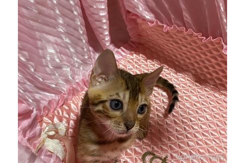 成約済の岡山県のベンガル-41126の1枚目