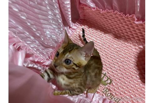 成約済の岡山県のベンガル-41126の2枚目