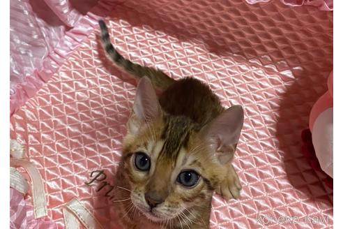 成約済の岡山県のベンガル-41126の3枚目