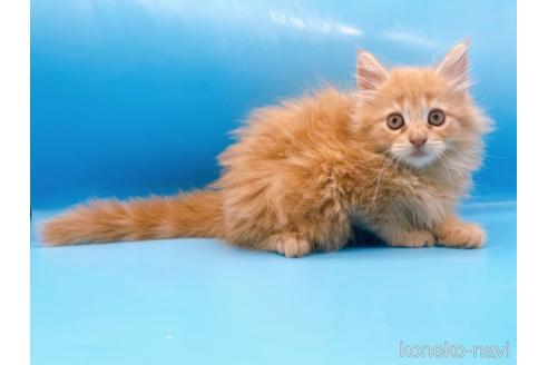 成約済の東京都のサイベリアン-41151の17枚目