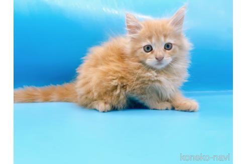 成約済の東京都のサイベリアン-41151の16枚目