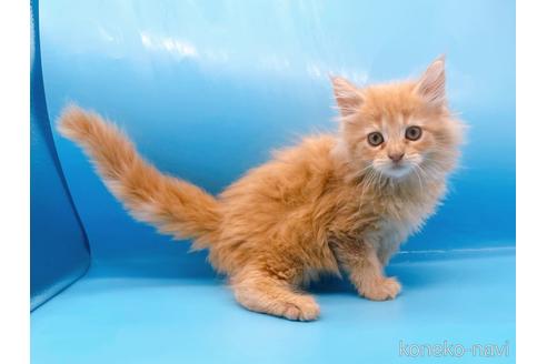 成約済の東京都のサイベリアン-41151の14枚目