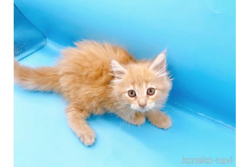 成約済の東京都のサイベリアン-41151の13枚目