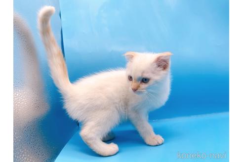 成約済の東京都のスコティッシュフォールド-41157の10枚目