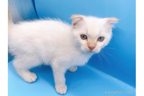 成約済の東京都のスコティッシュフォールド-41157の12枚目