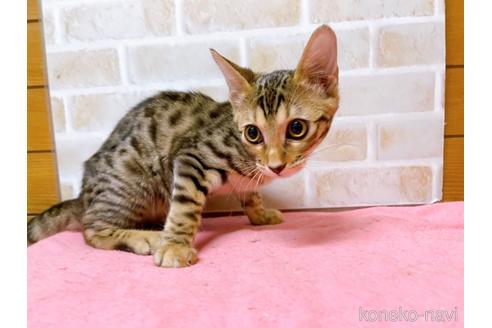 成約済の東京都のベンガル-38893の2枚目