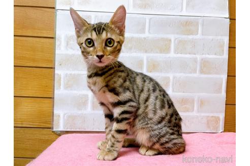 成約済の東京都のベンガル-38893