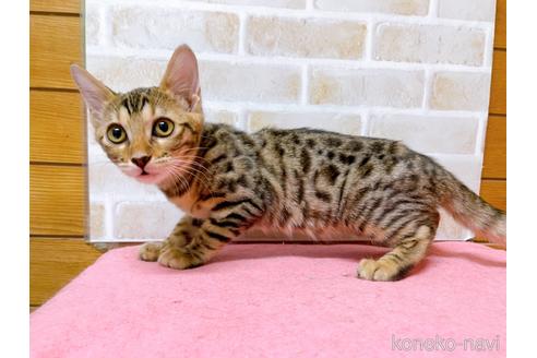 成約済の東京都のベンガル-38893の3枚目