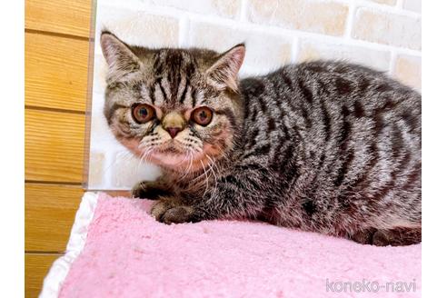 成約済の東京都のエキゾチックショートヘア-35637の32枚目