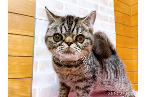 成約済の東京都のエキゾチックショートヘア-35637の31枚目