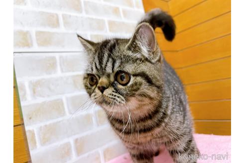成約済の東京都のエキゾチックショートヘア-35637の30枚目