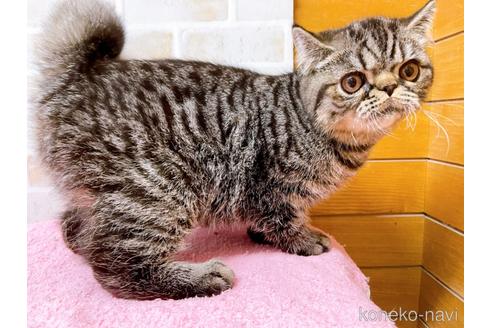 成約済の東京都のエキゾチックショートヘア-35637の29枚目