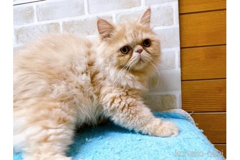 成約済の東京都のエキゾチックロングヘア-35630の5枚目