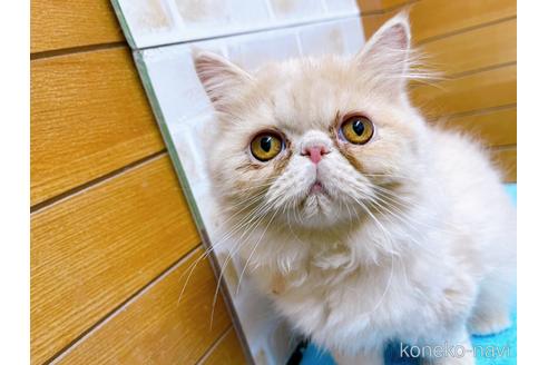 成約済の東京都のエキゾチックロングヘア-35630の4枚目