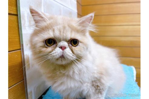 成約済の東京都のエキゾチックロングヘア-35630の2枚目