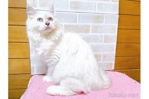 成約済の東京都のラグドール-34507の16枚目