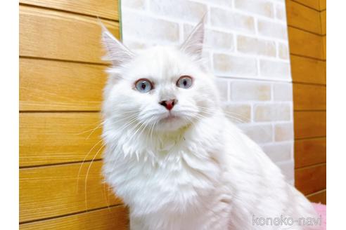 成約済の東京都のラグドール-34507の15枚目