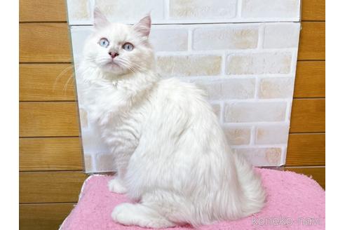 成約済の東京都のラグドール-34507の14枚目