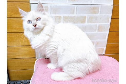 成約済の東京都のラグドール-34507の10枚目