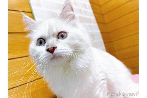 成約済の東京都のラグドール-34507の13枚目