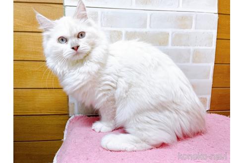 成約済の東京都のラグドール-34507の12枚目