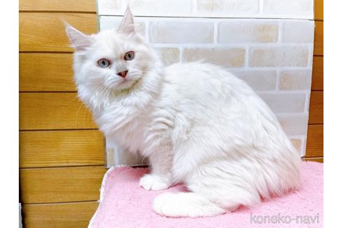 成約済の東京都のラグドール-34507の11枚目