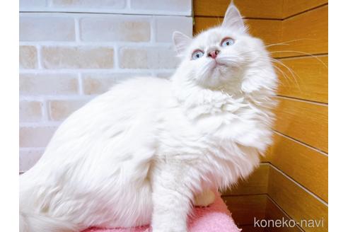 成約済の東京都のラグドール-34507の9枚目