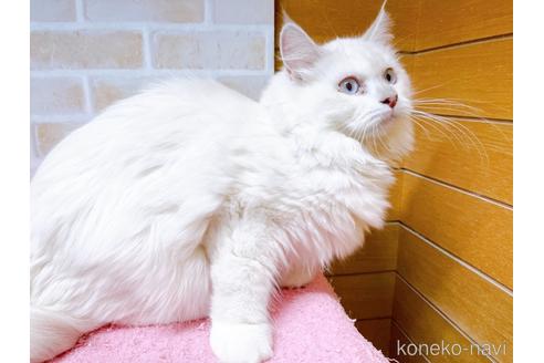 成約済の東京都のラグドール-34507の8枚目