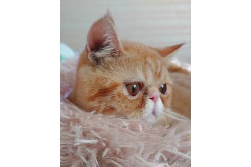 成約済の愛知県のエキゾチックショートヘア-41208の2枚目