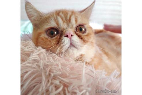 成約済の愛知県のエキゾチックショートヘア-41208の5枚目