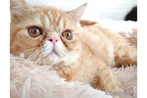 成約済の愛知県のエキゾチックショートヘア-41208