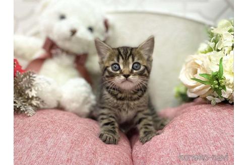 成約済の広島県のスコティッシュフォールド-41298の1枚目