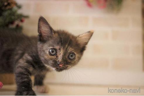 成約済の広島県のスコティッシュフォールド-41299の1枚目