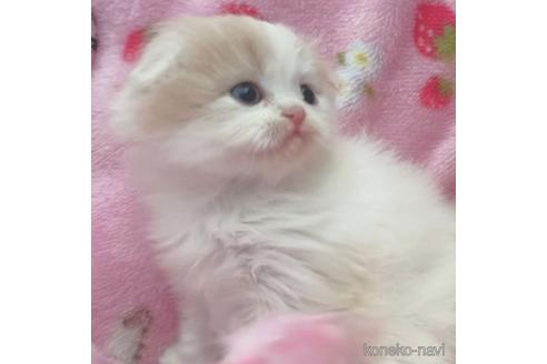 成約済の北海道のスコティッシュフォールド-41347の1枚目