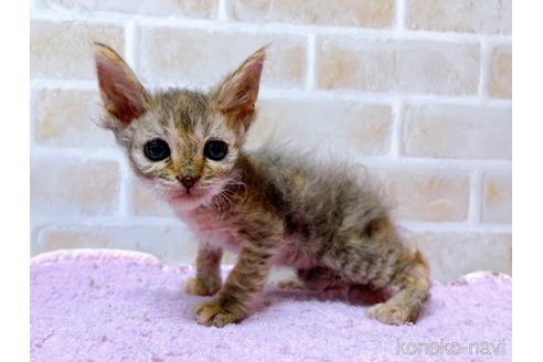 成約済の東京都のスクーカム-41882の10枚目