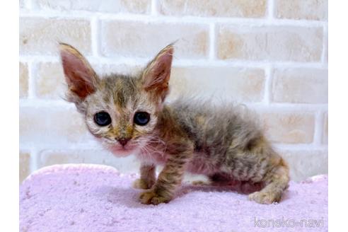 成約済の東京都のスクーカム-41882の7枚目