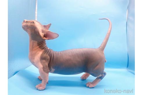 成約済の東京都のその他の猫種-41406の4枚目