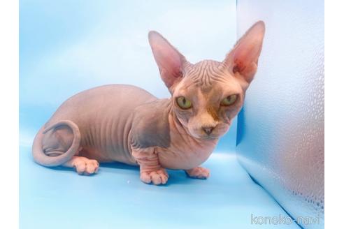 成約済の東京都のその他の猫種-41406の5枚目