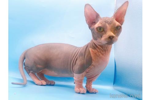 成約済の東京都のその他の猫種-41406の6枚目