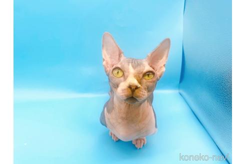 成約済の東京都のその他の猫種-41406の7枚目