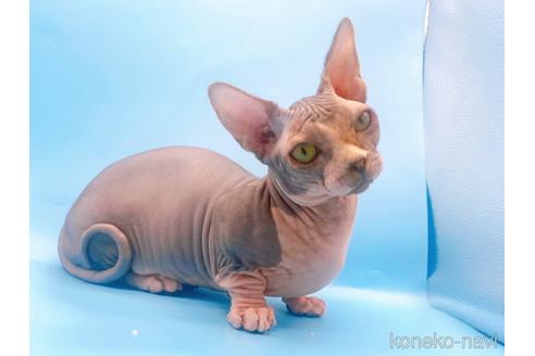 成約済の東京都のその他の猫種-41406の3枚目